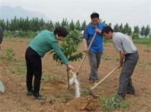 核桃树周年施肥要点