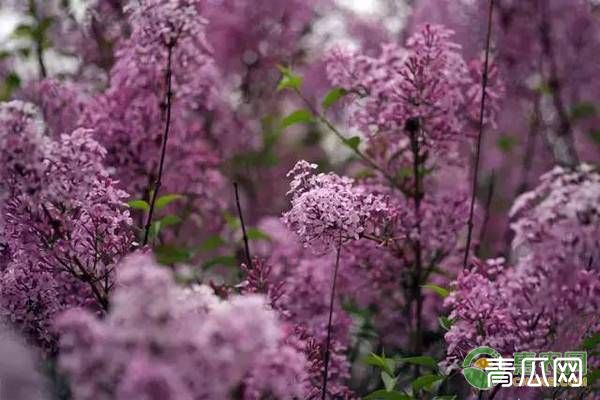 丁香花怎么种植?丁香花的栽培养护技巧"