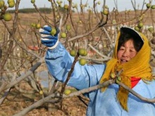 无花果种植的安全过冬技术