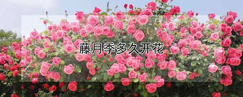 藤月季多久开花