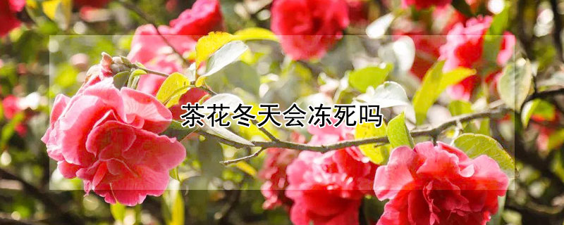 茶花冬天会冻死吗"