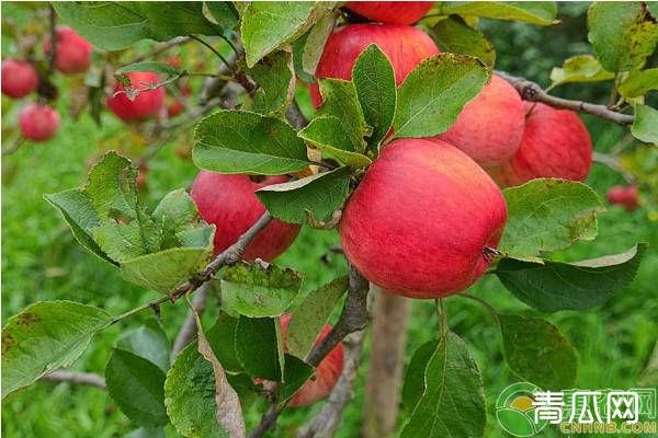 苹果缺锌症状及防治技巧"