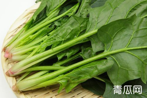 菠菜栽培过程怎么提高产量？施肥细节注意什么