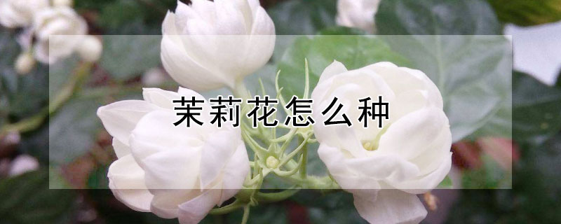 茉莉花怎么种"