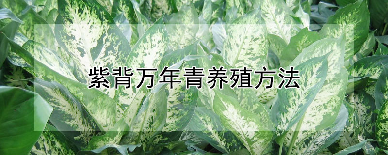 紫背万年青养殖方法"