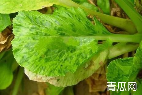 夏季蔬菜主要病害的防治方法