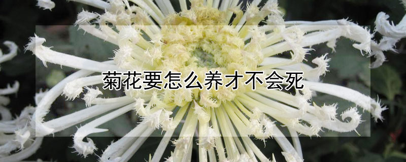 菊花要怎么养才不会死"