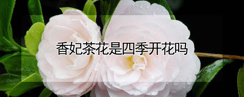 香妃茶花是四季开花吗"