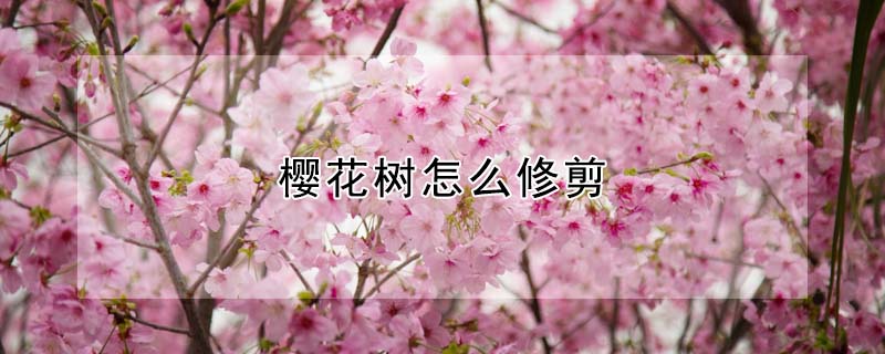 樱花树怎么修剪"