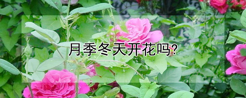 月季冬天开花吗?"