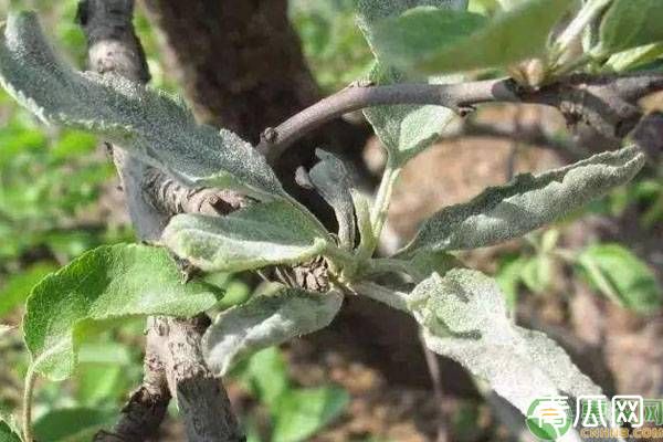 5月苹果园常见的病虫害防治方法"