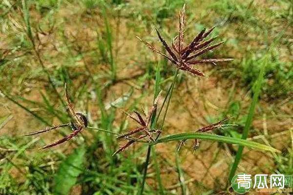 香附子为什么这么难防治？常见作物如何防治香附子?"