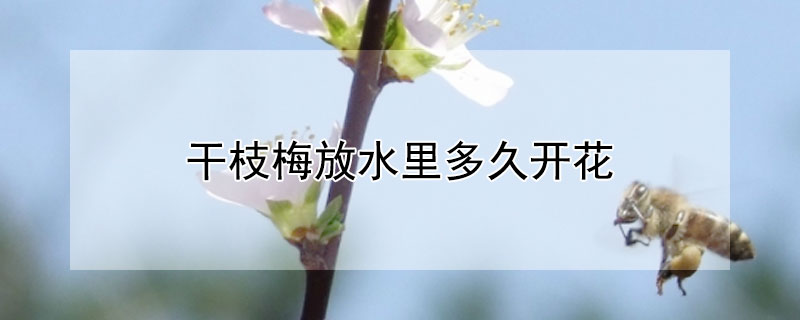 干枝梅放水里多久开花"