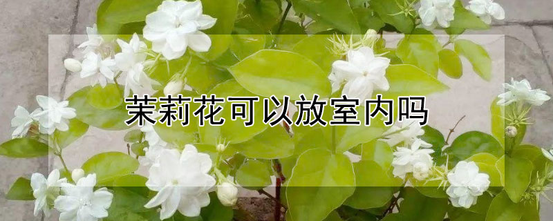 茉莉花可以放室内吗"