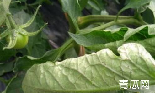 夏季蔬菜卷叶是怎么回事？