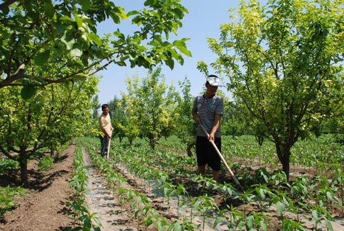 苹果园夏季管理病虫害防治技巧"