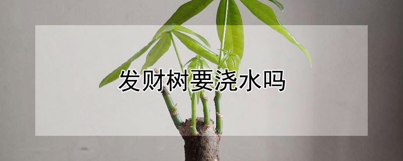 发财树要浇水吗"