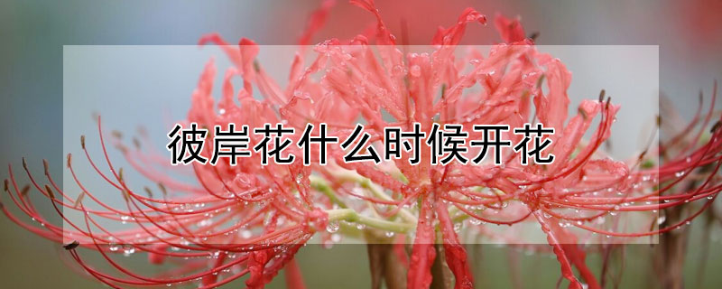 彼岸花什么时候开花"