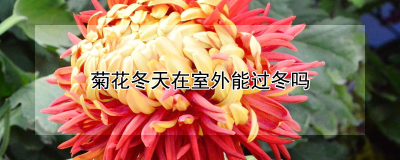 菊花冬天在室外能过冬吗"