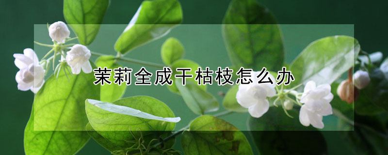 茉莉全成干枯枝怎么办"