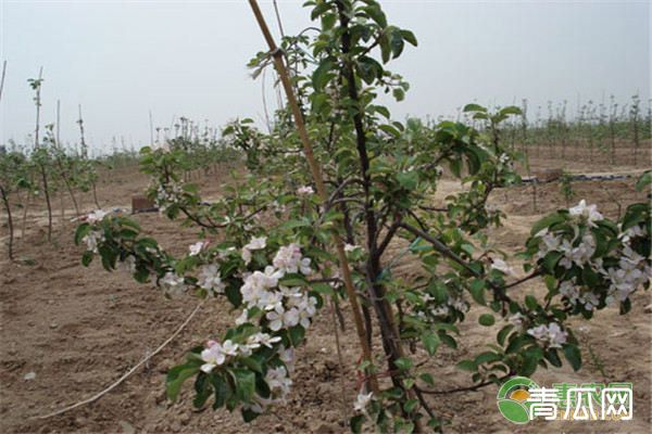 苹果树干腐病症状及防治技巧"