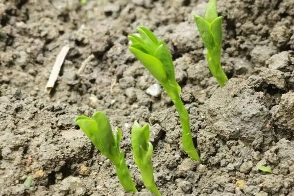 豌豆种子售价，附种植要点