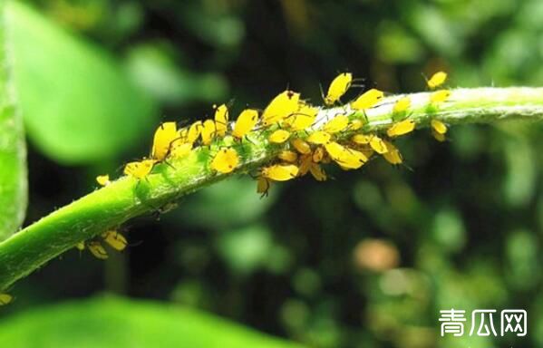 猕猴桃花蕾期蚜虫怎样防治"