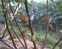 无花果种植的疫病防治