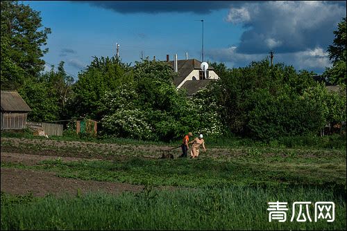 菜田常见杂草除草技术及方法"