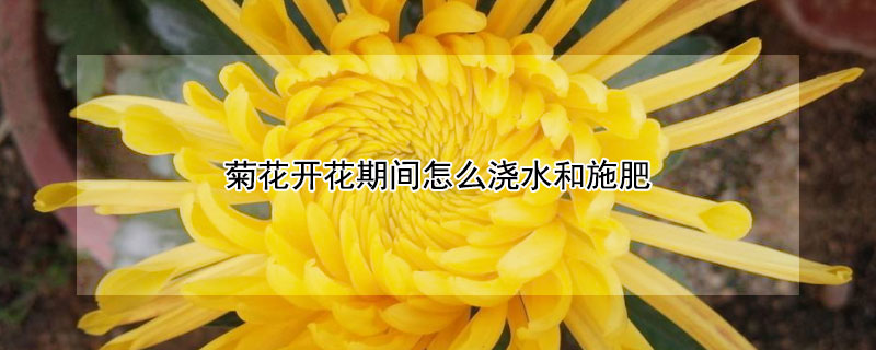 菊花开花期间怎么浇水和施肥"