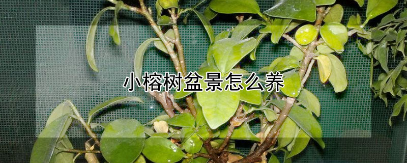 小榕树盆景怎么养