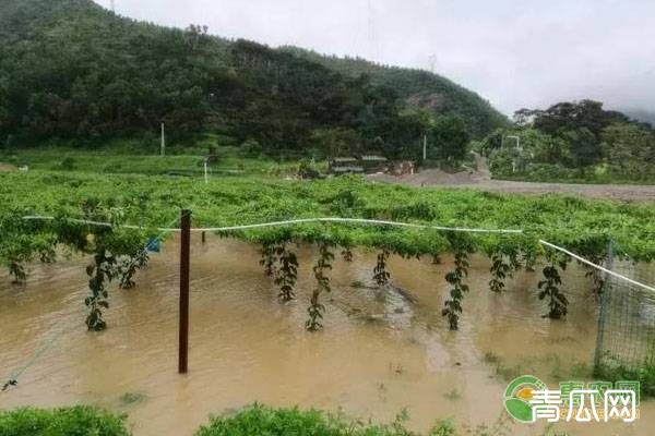 沿海地区果园的有效防风措施