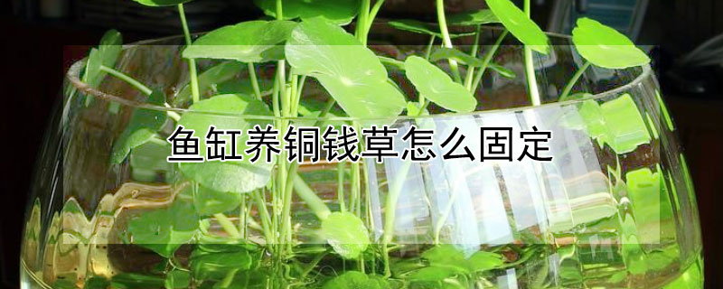 鱼缸养铜钱草怎么固定"