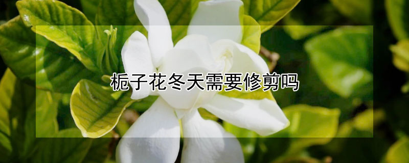 栀子花冬天需要修剪吗"