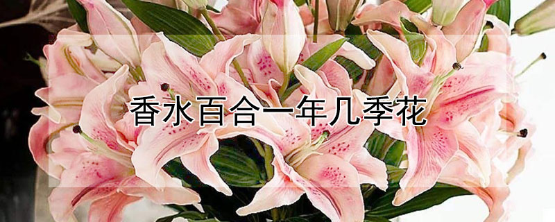 香水百合一年几季花"