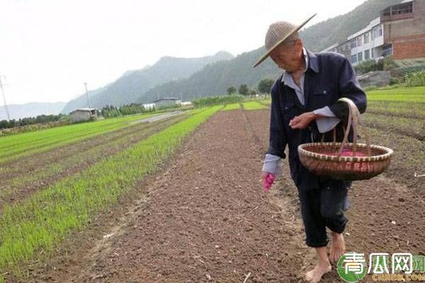 春耕记住这些选种要点，增产增收有保障！"