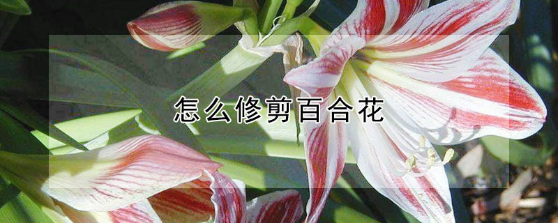 怎么修剪百合花"