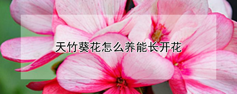 天竹葵花怎么养能长开花"