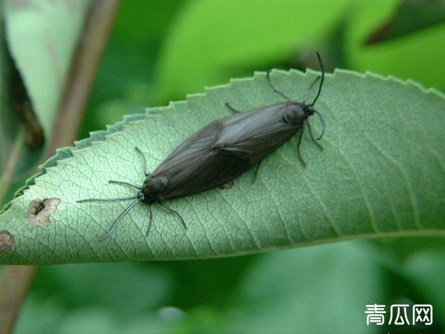 梨星毛虫的发病规律及防治方法"