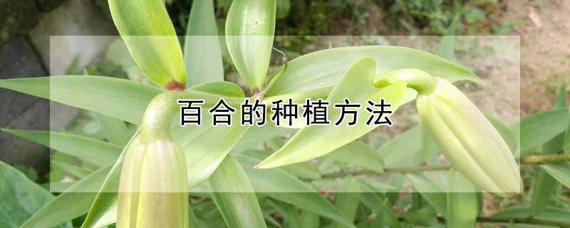 百合的种植方法"