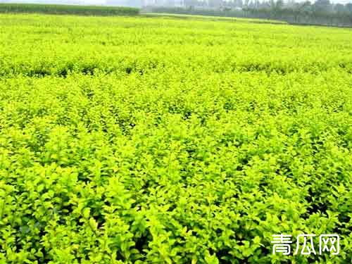 女贞种植的常见害虫白腊蚧的防治措施介绍"