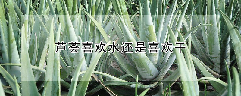 芦荟喜欢水还是喜欢干"