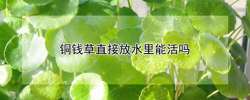 铜钱草直接放水里能活吗"