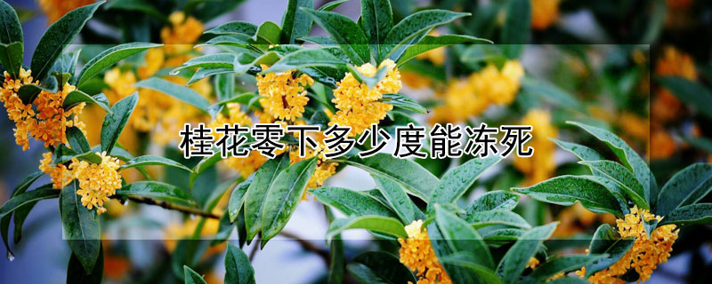 桂花零下多少度能冻死"