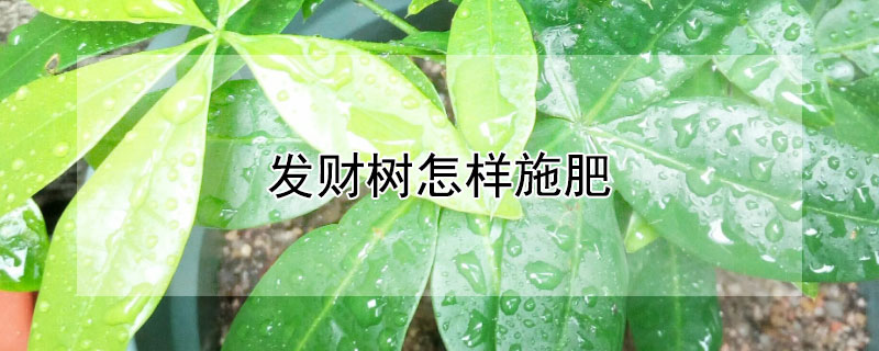 发财树怎样施肥"