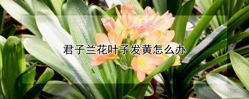 君子兰花叶子发黄怎么办"