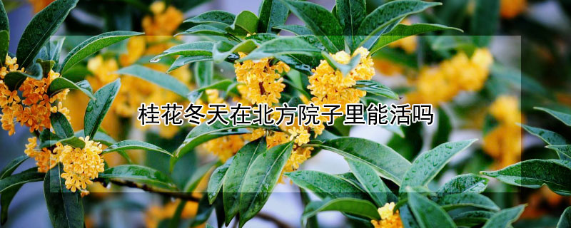 桂花冬天在北方院子里能活吗"