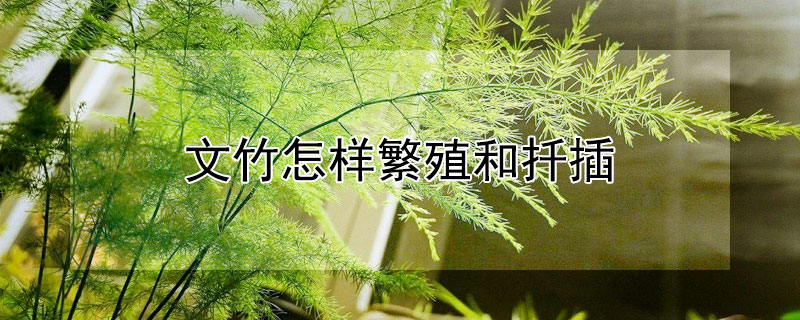 文竹怎样繁殖和扦插