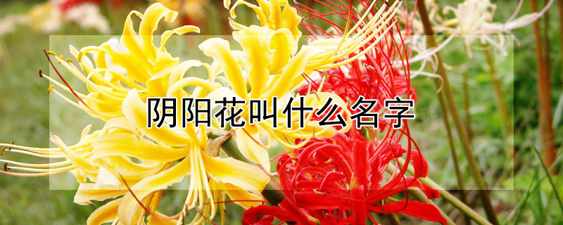 阴阳花叫什么名字