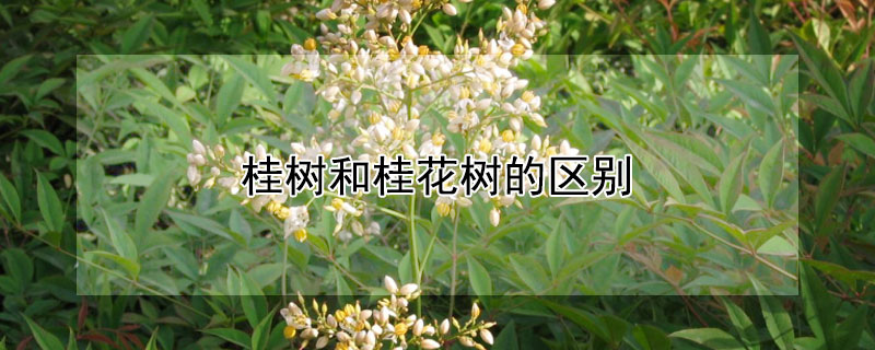 桂树和桂花树的区别"